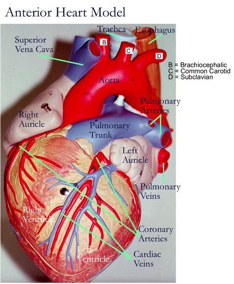 Heart Models Simple Anatomy, Anatomy Of The Heart, Anatomy Book, Nurse Tips, Thyroid Recipes, English Prepositions, Heart Simple, Anatomy Lessons, The Human Heart