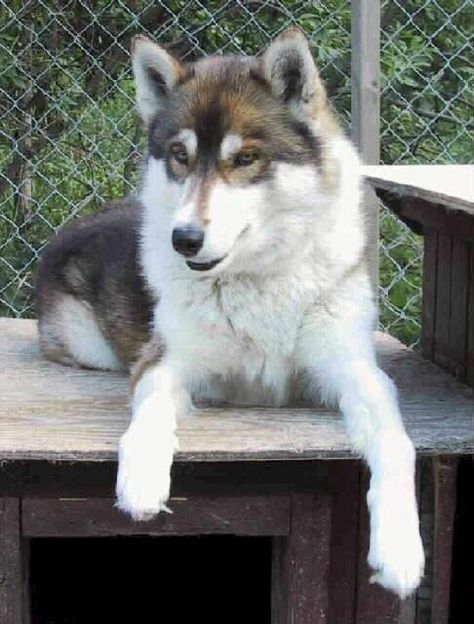 Wolf Poses, American Werewolf In London, Alaskan Husky, Wolf Design, Siberian Husky, Husky, Photography Poses, Dogs, Animals