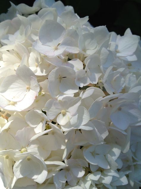 hydrangea Collage Project, Flowers Beautiful, Floral Inspiration, White Hydrangea, Summer Beauty, Country Living, Hydrangea, White Flowers, Planting Flowers