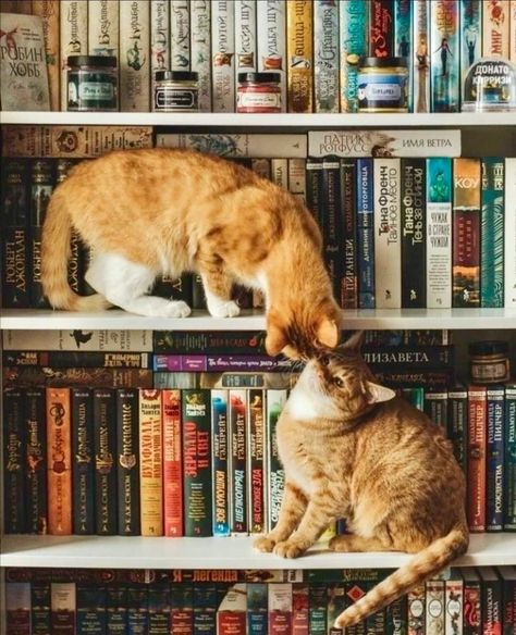 Bookshelves Aesthetic, 2025 Vision, Animal Photos, Cat Aesthetic, In The Flesh, Bookshelves, Vision Board, Coin, Feelings