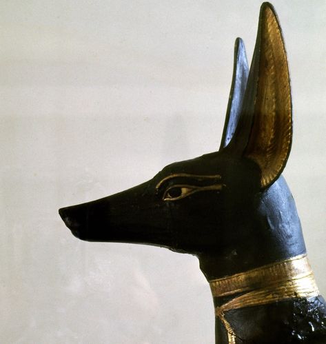 Egyptian God Aesthetic, Egyptian Jackal, Ancient Egypt Aesthetic, Egyptian Aesthetic, Howleen Wolf, Ancient Egyptian Deities, Egypt Aesthetic, Egypt Museum, Ancient Egypt Art