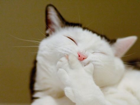 Cat Laughing Animal Captions, Cute Captions, Laughing Cat, Image Chat, Animal Humor, Söt Katt, Funny Cat Pictures, Cute Critters, Here Kitty Kitty