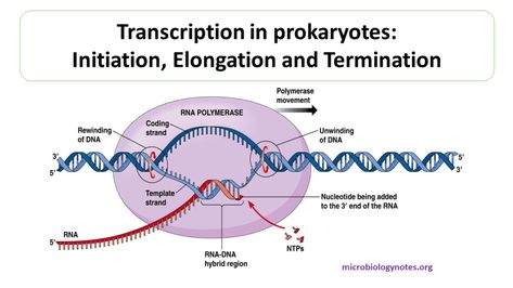 Transcription in prokaryotes: Initiation, Elongation and Termination Transcription Biology, Molecular Basis Of Inheritance, Dna Transcription, Microbiology Notes, Biology Drawing, Nerve Anatomy, Dna Polymerase, Rna Polymerase, Biology Diagrams