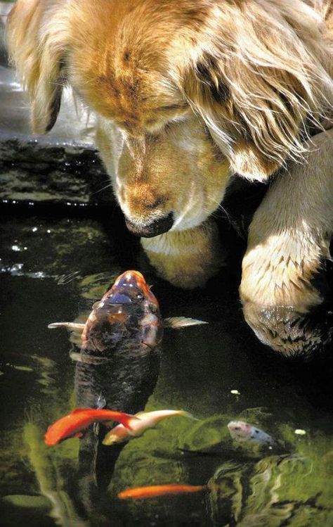 Everday Chino the golden retriever goes out to the garden pond at his home in Oregon, and Falstaff the Koi Carp comes to greet him. Regnul Animal, 강아지 그림, Animals Friendship, Rare Animals, The Pond, The Fish, Animal Photo, 귀여운 동물, Mans Best Friend