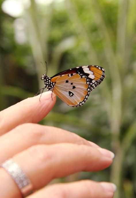 Little butterfly orange, white and black chilling on the tip of a finger. Butterfly On Finger, Insects, Butterflies, Animals, Art