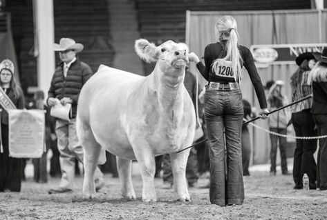 Steer Showing Tips, Cattle Aesthetic, Steer Showing, Showing Steers, Showing Cattle Quotes, Stock Aesthetic, Cattle Quotes, Cow Showing, Show Heifer