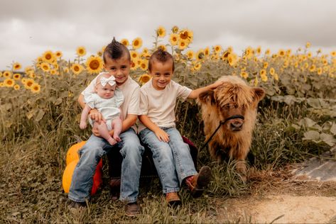 Cow Mini Session, Highland Cow Photoshoot, Cow Photoshoot, Highland Cow Mini, Cow Pics, Highland Cow Pictures, Mini Highland Cow, Farm Photoshoot, Fall Family Outfits