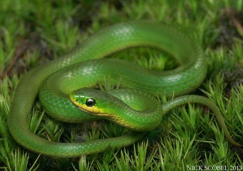 Smooth Green Snake | by Nick Scobel Snake Aesthetic, Snake Breeds, Common Toad, Grass Snake, Tree Snake, Best Swimmer, Baby Green, Snake Venom, Dart Frog