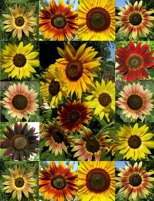 Girasoles Images Of Sunflowers, Best Honey, Sunflower Garden, Sunflower Pendant, Sunflower Necklace, Happy Flowers, Sunflower Seed, Fresh Cut Flowers, Different Kinds