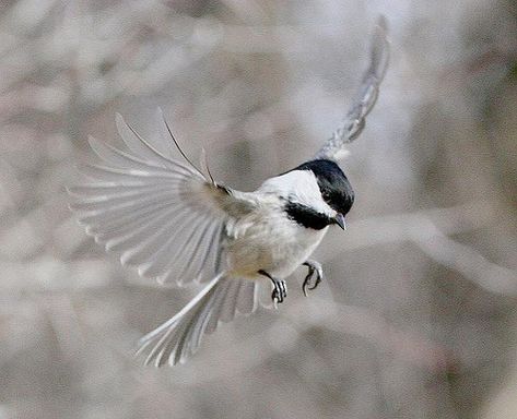 Flight pose of a Chickadee by tinyfishy, via Flickr Tattoo Feathers, Chickadee Tattoo, Wild Birds Unlimited, Fly Drawing, Black Bird Tattoo, Sparrow Tattoo, Chickadee Bird, Bird Quotes, Bird Flying