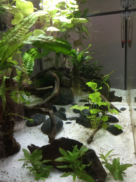 I like the white sand and black rocks! White Sand Fish Tank, Black Sand Aquarium, White Sand Aquarium, Fish Tank Themes, Aquatic Animal, Aquarium Rocks, Black Rocks, Beautiful Terrariums, Betta Tank