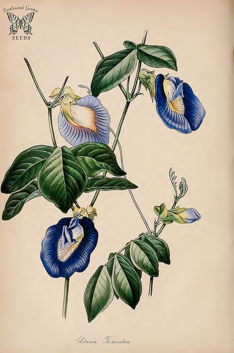 Butterfly Pea. Clitoria ternatea. (Paxton's) Magazine of Botany and Register Vol. 7 (1840) Forest Illustrations, Flower Doodle, Antique Botanical Print, Indian Flowers, Butterfly Pea Flower, Illustration Botanique, Butterfly Pea, Pea Flower, Vintage Botanical Prints