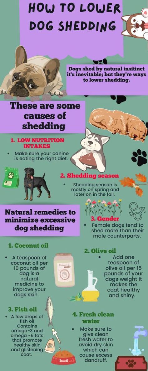 Canine Training Tips Dog Shedding Remedies, Dog Remedies, Dog Wellness, Healthy Dog Treats Homemade, Dog Advice, Dog Health Tips, Dog Shedding, Healthy Dog Food Recipes, Dog Facts