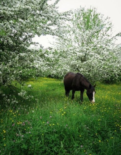 Road Photos, Horse Aesthetic, Ranch Life, Equestrian Life, Back Road, Horse Life, Pretty Horses, Horse Photography, Horse Pictures