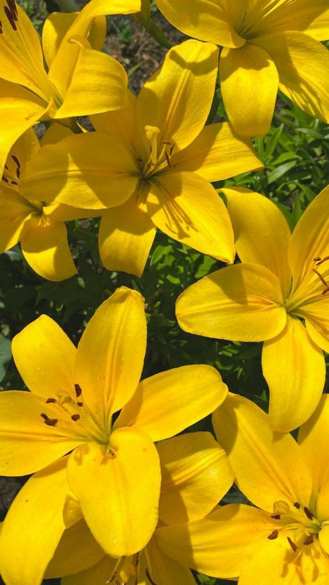 Lily Garden, Day Lilies, Bee Garden, Beautiful Flowers Garden, Artistic Inspiration, Beautiful Places Nature, Beautiful Flowers Pictures, Flowers Garden, World Of Color