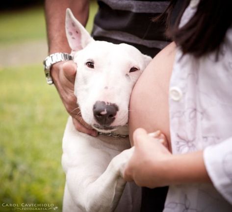 Baby Bump Photoshoot, Pregnancy Announcement Photoshoot, Dog Pregnancy Announcement, Baby Announcement Photoshoot, Outdoor Maternity Photos, Maternity Photography Poses Couple, Pregnancy Photos Couples, Maternity Photography Outdoors, Maternity Photography Poses Pregnancy Pics