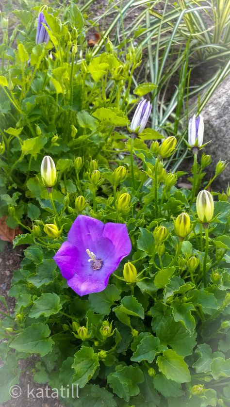 Campanula carpatica ’Blue Clips’ Campanula Carpatica, Plants, Blue