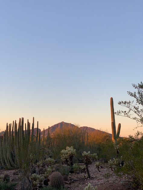 Arizona Aesthetic, Instagram Archive, Desert Aesthetic, Arizona Sunset, Desert Dream, Desert Vibes, Desert Garden, Pretty Landscapes, Arizona Travel