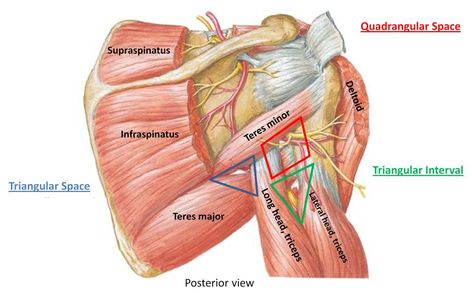 Quadrangular Space Syndrome Manual Therapy by Cambridge Osteopath Upper Limb Anatomy, Teres Major, Axillary Nerve, Shoulder Anatomy, Radial Nerve, Physical Therapy School, Human Movement, Manual Therapy, Sports Massage Therapy