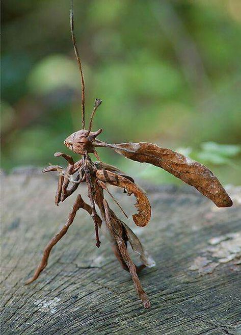 The boxing Stick Mantis - this looks quite unreal! Tree Lady, Unusual Nature, Insects Art, Weird Insects, Fantasy Nature, Cool Insects, Garden Bugs, Enchanted Doll, Sketches Pencil