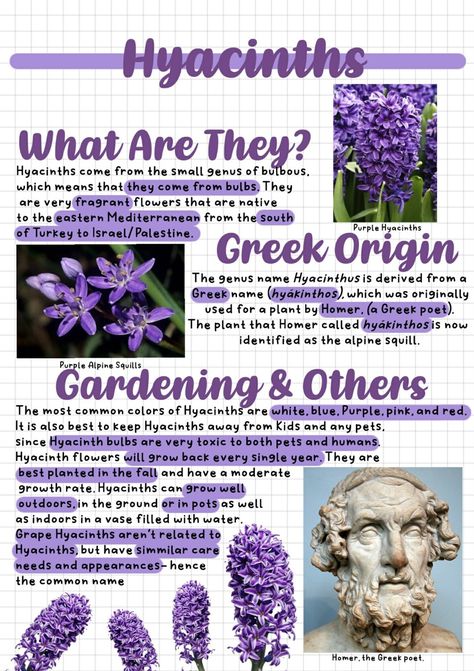 Flower Descriptions, Flower Notes, Purple Hyacinth Tattoo, Flower Facts, The Purple Hyacinth, Hycanith Flower, Flowers Facts, Hyacinth Meaning, Hyacinths Aesthetic