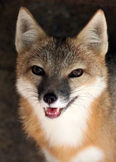 Swift fox Swift Fox, Fantastic Fox, Fabulous Fox, Foxes Photography, Fox And Rabbit, Fennec Fox, Wild Dogs, Fox Art, Cute Fox