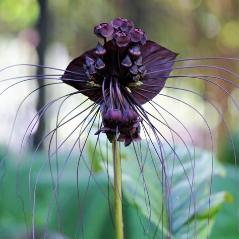 Black Bat Flower, Bat Plant, Haunted Mansion Decor, Rainbow Eucalyptus Tree, Understory Plants, Weird Flowers, Fern Wall, Black Plants, Bat Flower