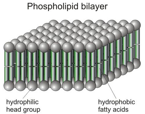 phospholipid bilayer Phospholipid Bilayer, Gut Flora, Leaky Gut, The Liver, Anatomy And Physiology, Fatty Acids, Anatomy, Quick Saves