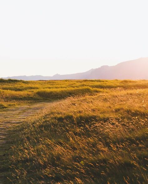 One Of The Best Parts Of Iceland Is The Golden Hour Lasts For Countless Hours Golden Field Aesthetic, Golden Hour Branding, Golden Hour Forest, Golden Hour Landscape, Golden Hour Nature, Golden Hour Field, Golden Hour Aesthetic, Golden Hour Photography, Earth Pictures