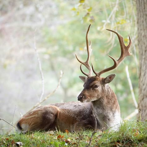 Stag Moose Pictures, Deer Photos, Deer Pictures, Forest Creatures, Pretty Animals, Wild Dogs, Arte Animal, Jolie Photo, Wildlife Art