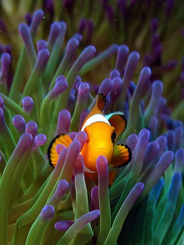 clown fish and anemone Anemone Sea, Cnidaria, Life Under The Sea, Salt Water Fish, Sea Anemone, Underwater Photographer, Saltwater Tank, Clownfish, Underwater Creatures