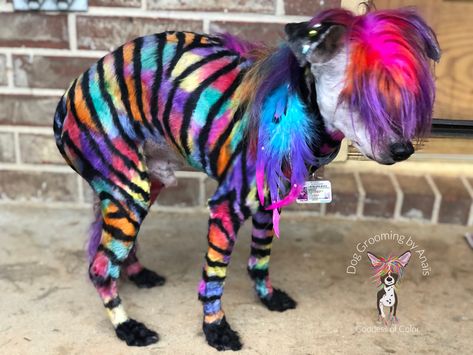 Sparkledog Aesthetic, Dogs Dyed Hair, Emo Sparkle Dog, Dogs With Dyed Fur, Sparkle Dog Fursona, Creative Dog Grooming Dyes, Dog Grooming Styles, Chinese Crested Dog, Grooming Style