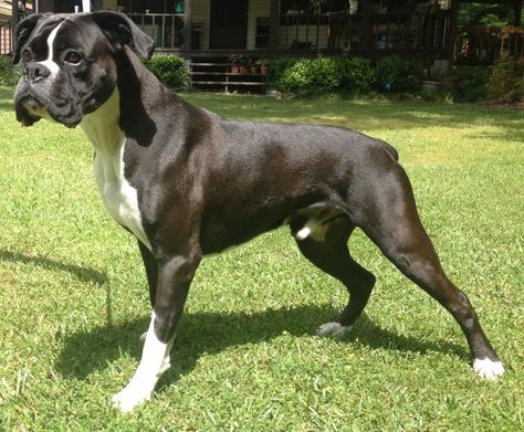 Beautiful Reverse Brindle Boxer.  We had two. One with a white blaze and white socks & her granddaughter who was a flashy reverse brindle. They were beautiful! ch Reverse Brindle Boxer Puppies, Reverse Brindle Boxer, Black Boxers, Boxer Dogs Facts, Brindle Boxer, Boxer Dogs Funny, All Dog Breeds, Boxer And Baby, Cesar Millan