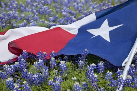 Why Texans Love Bluebonnets - The Full Nester Texas Independence Day, Texas State, Blue Bonnets, State Flags, Independence Day, Texas, Flag, Blue