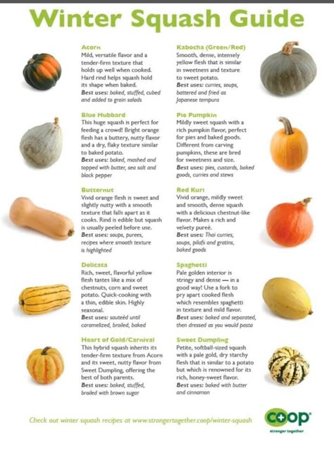 How To Cook Different Types Of Squash, Types Of Squash Different, Squash Benefits Health, Squash Identification, Different Squash Types, Different Kinds Of Squash, Cooking Squash, Types Of Squash, Butternut Squash Benefits