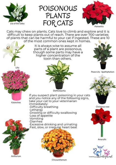 Cat Friendly Plants, Big Indoor Plants, Toxic Plants For Cats, Animal Magnetism, Cat Plants, Poisonous Plants, Cat Care Tips, Animal Antics, Peace Lily