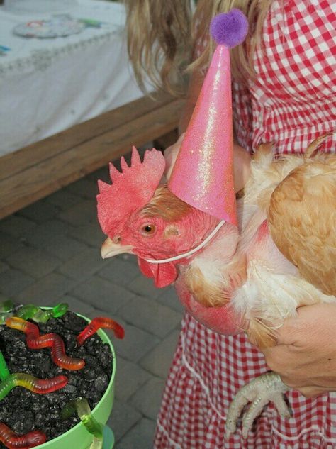 Pet Chickens Breeds, Birthday Chicken, Farm Pets, Chicken Birthday, Chicken Pet, Funny Chickens, Backyard Coop, Animals Aesthetic, Animal Dress Up