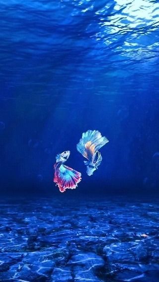 Wallpaper Beta, Aquatic Wallpaper, Water Live Wallpaper, Aesthetic God, Wine Wallpaper, Aquarium Live Wallpaper, Live Fish Wallpaper, Underwater Wallpaper, Fish Gallery