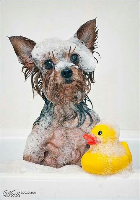 Yorkie Baby Pets, Yorkie Moms, Toy Dogs, Yorkie Lovers, Dog Pics, Yorkie Dogs, Adorable Dogs, Dog Shampoo, Rubber Ducky