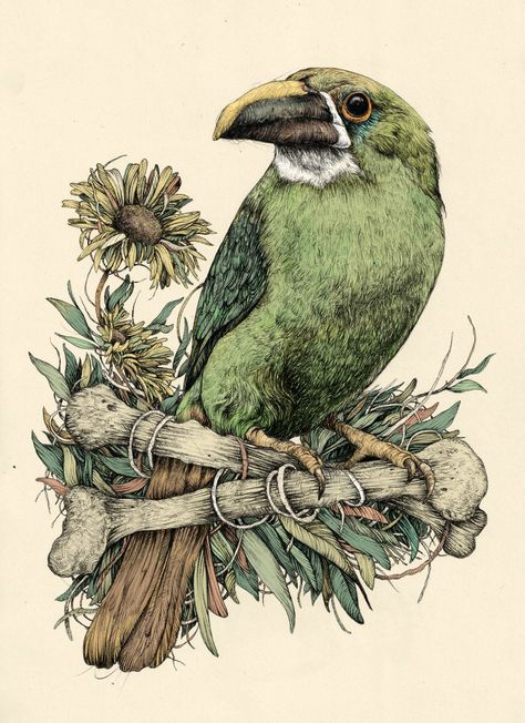 Ilustración naturalista con bolígrafo on Behance Bio Illustration, Animal Illustration Art, Pen Illustration, Art Teaching, Animal Illustrations, Fine Art Drawing, Bird Artwork, Scientific Illustration, Art Et Illustration