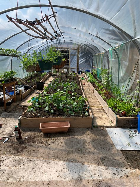 Polytunnel Ideas, Greenhouse Build, Poly Tunnel, High Tunnel, Modern Farmer, Greenhouse Ideas, Backyard Greenhouse, Bottle Garden, Veg Garden