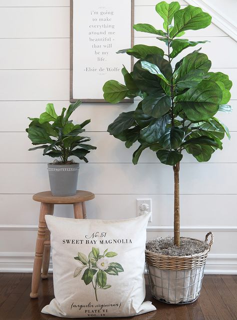 In this post, 6 indoor plants perfect for farmhouse décor, I share with you some of my favourite houseplants that compliment farmhouse décor. #houseplants #indoorplants #farmhouseplants Modern Farmhouse Plants Indoor, Farmhouse Indoor Plants, Farmhouse Plants Indoor Decor, Entry Inspiration, Home Decor Bedroom Ideas, Decor Bedroom Ideas, Flowering Succulents, Corner Plant, Modern Rustic Farmhouse