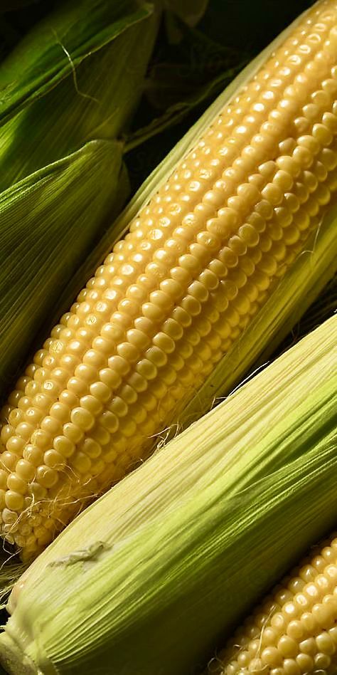 Corn #summer #sidedish #agriculture #cereal #grow #farm Corn Texture, Corn Aesthetic, Corn Photography, Corn Farm, Sweet Corn Recipes, Field Corn, Textures In Nature, Harvest Corn, Corn Fields