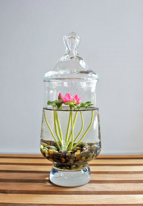 Terrariums Diy, Water Terrarium, Tanaman Air, Taman Air, Indoor Water Garden, نباتات منزلية, Green Things, Terrarium Diy, Garden Terrarium