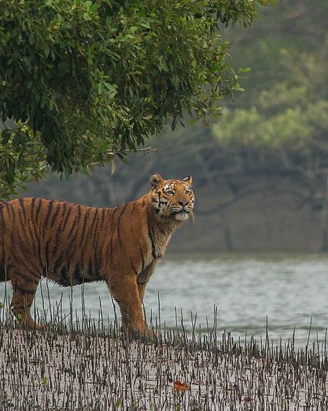 Sundarban Photography, West Bengal Aesthetic, Sundarbans Forest, Bengal Aesthetic, Tiger Photography, Forest Drawing, Tiger Wallpaper, Bay Of Bengal, Mangrove Forest