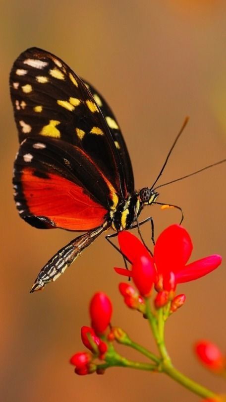 Beautiful Butterfly Images, Most Beautiful Butterfly, Beautiful Butterfly Photography, Beautiful Butterflies Art, Stone Art Painting, Love Backgrounds, Butterfly Photos, Beautiful Bugs, Butterfly Pictures