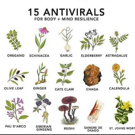 Vegan Plantbased | Fitness’s Instagram profile post: “Antiviral herbs... do you use them? ⁠ ⁠ Follow 👉🏽 @rethinkmindfullness 👈🏽 Impact One BILLION People Eating and Exercise Habits. We can…” Journal Things, Medical Herbs, Magia Das Ervas, Magic Herbs, Magical Herbs, Herbal Recipes, Herbal Apothecary, Natural Healing Remedies, Herbal Healing