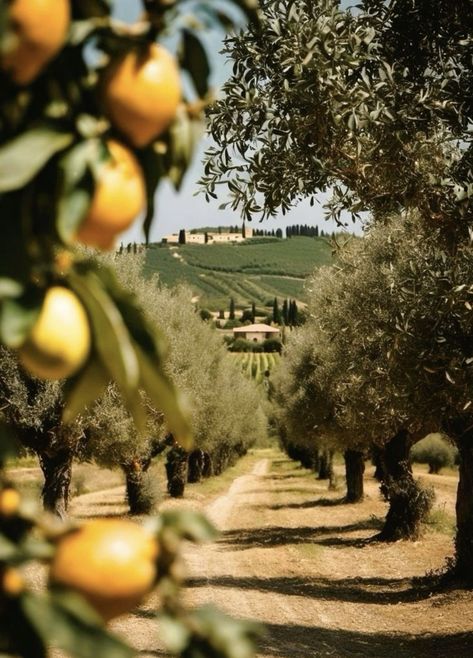 Tuscany Landscape, Peisaj Urban, Olive Grove, Italy Tuscany, Italy Summer, Italy Aesthetic, Italian Summer, Northern Italy, Tuscany Italy