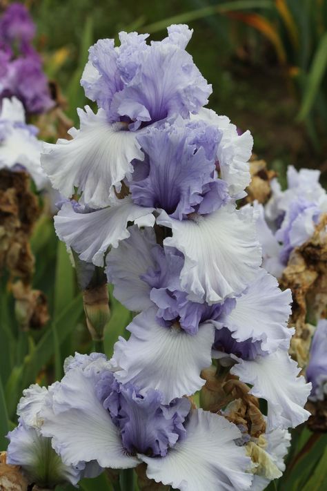 Irises forum: Your Favorite Blyth Irises? - Garden.org Iris Flowers Garden, Iris Garden, Nothing But Flowers, Moon Garden, Flower Names, Flower Therapy, Bearded Iris, Rare Flowers, Iris Flowers