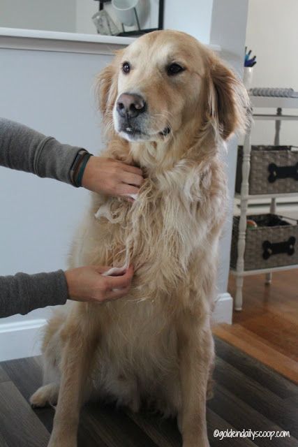 Golden Retriever Haircut, Golden Retriever Grooming, Puppy Ideas, Dog Clippers, Dog Grooming Tips, Grooming Style, A Golden Retriever, Grooming Tips, Dog Care Tips